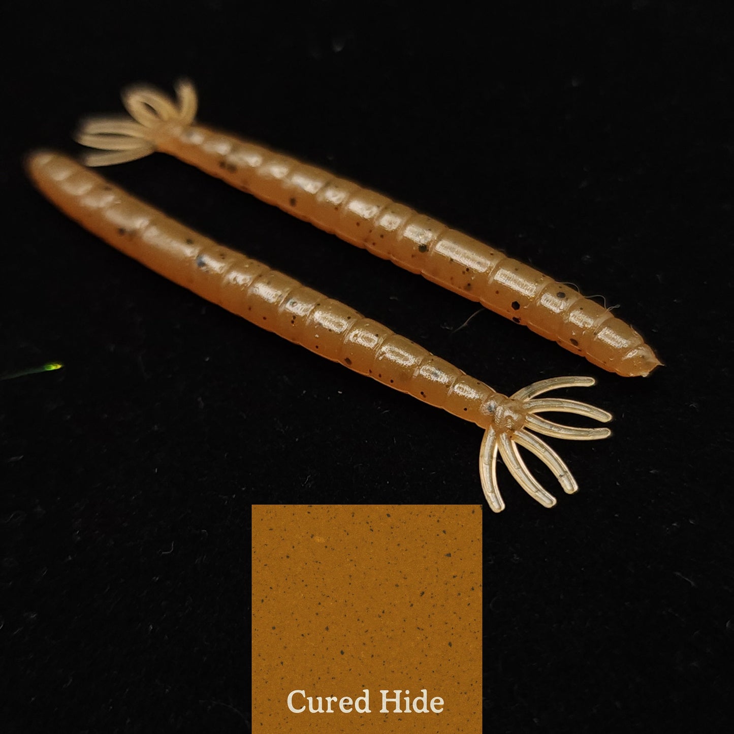 2" Crane Fly Larvae "Don't Touch It!"
