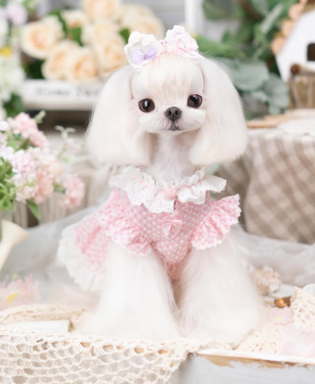 Vintage Gingham Dog Dress | Lace Princess Puppy Dress with Tulle Skirt