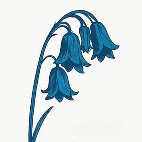 Bluebells - This Is The Bluebells - Blue Vinyl - Vinyl Record