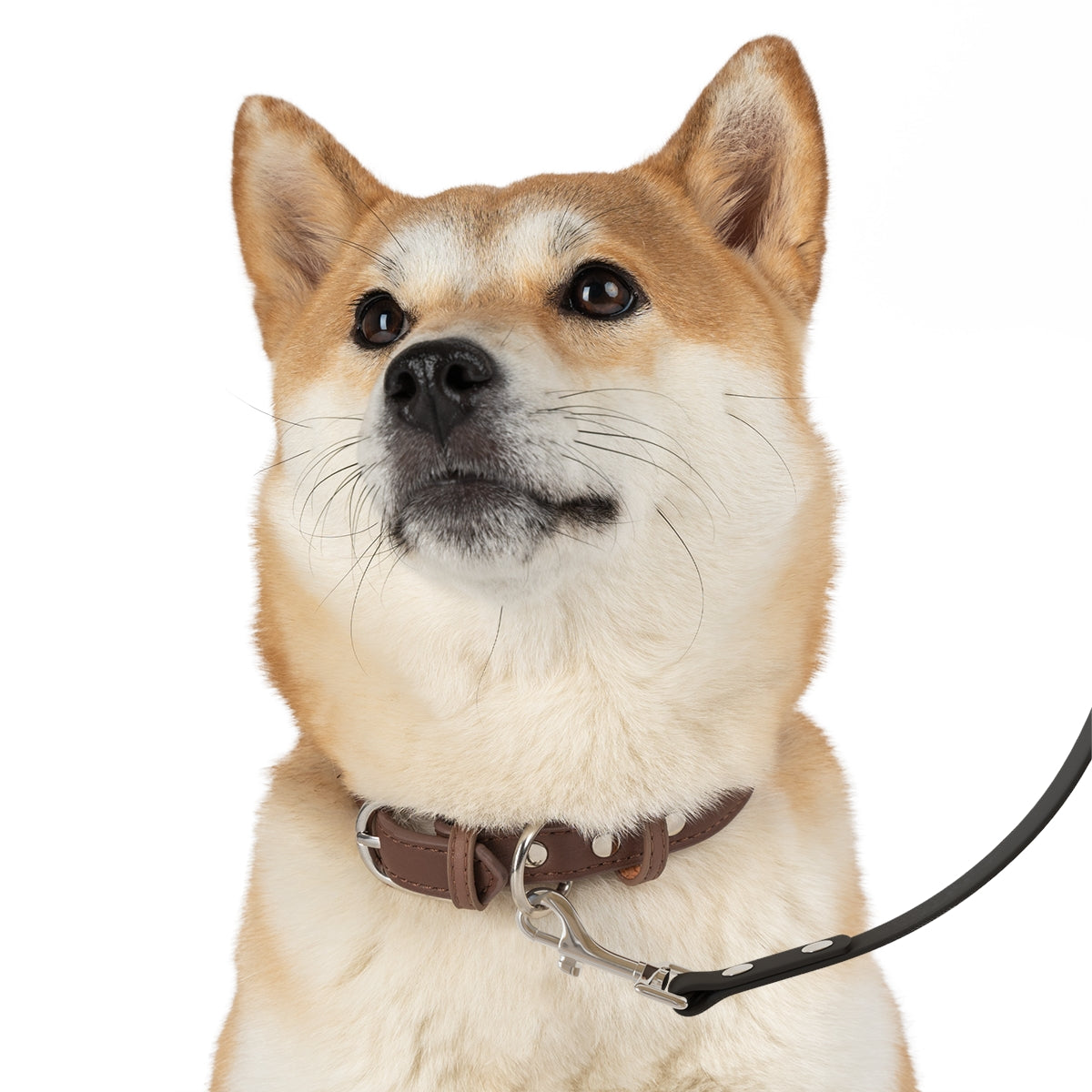 Rad Palm Pineapple Express Dog Leash