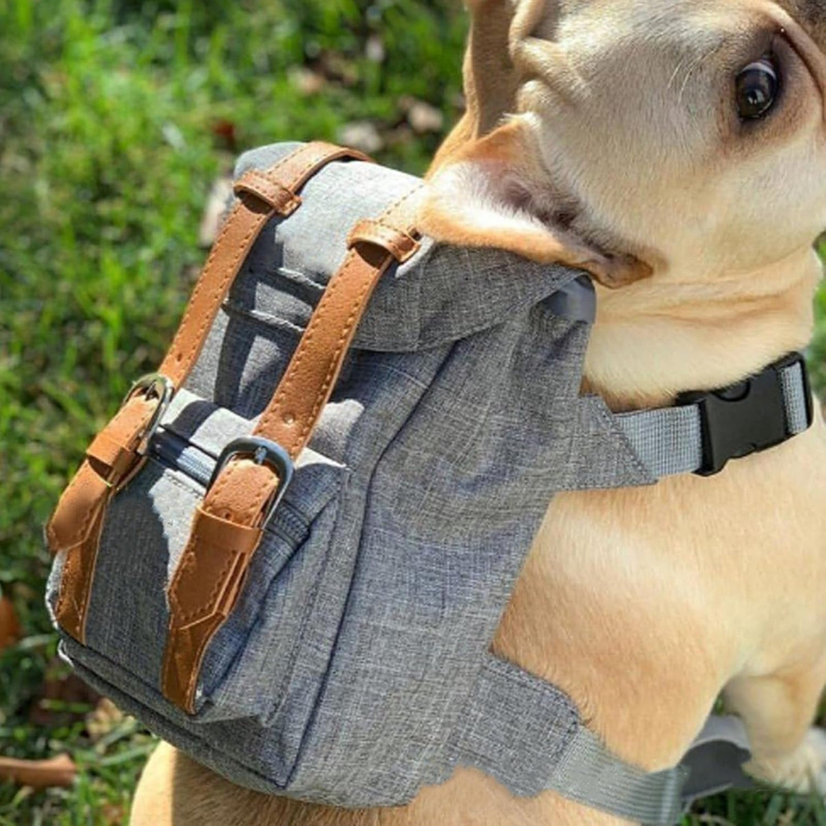 Gray Mini Dog Backpack with Waste-Bag Dispenser