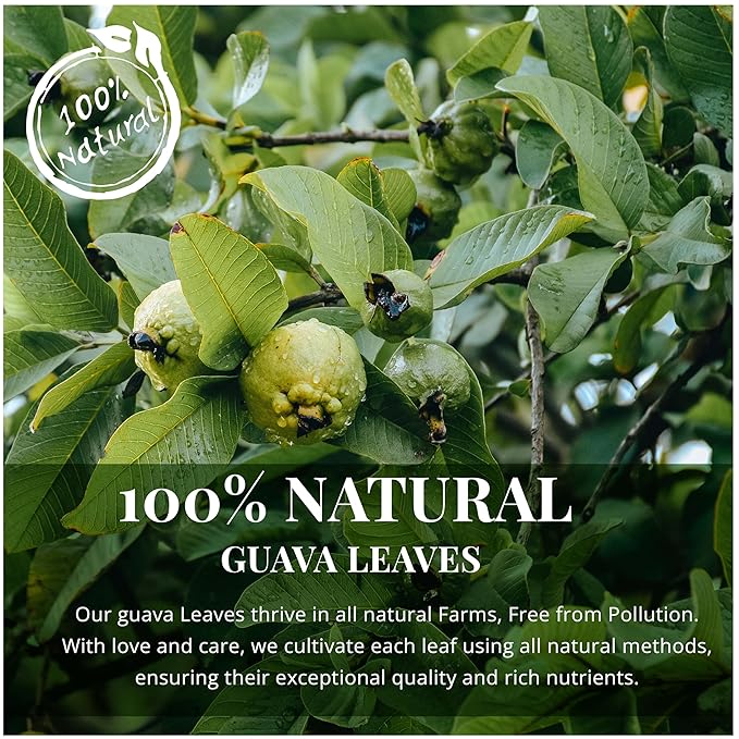 Akshit Dried Guava Leaves 100% Natural , ( Hojas De Guayaba ) | Loose Tea, Non-GMO, Vegan, Gluten-Free | Support Digestive and Immune Health 2.5 oz