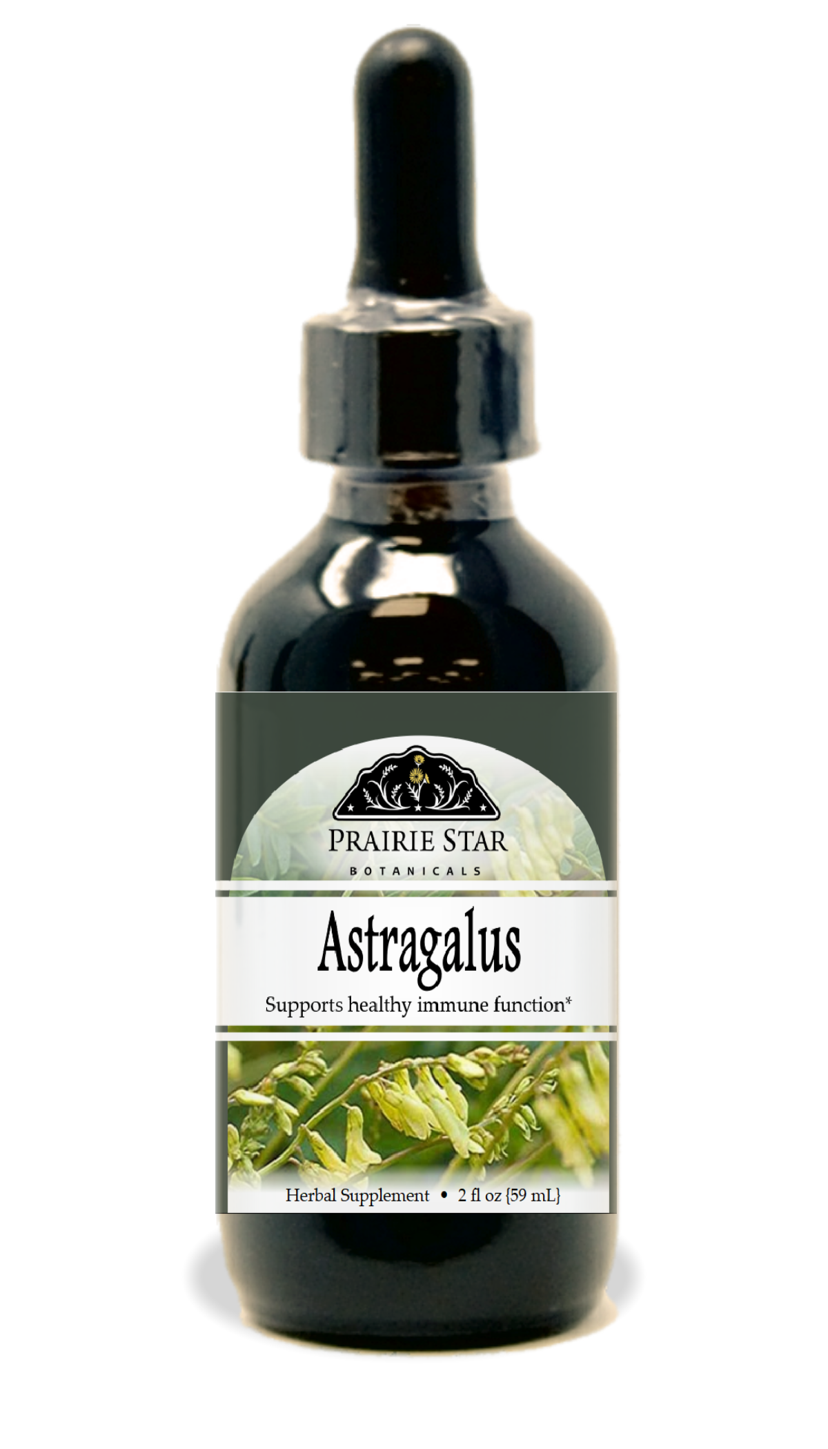 Astragalus