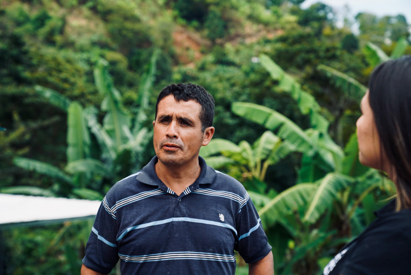 Yellow Catuai & Parainema 1.8oz (50g) Sample bag