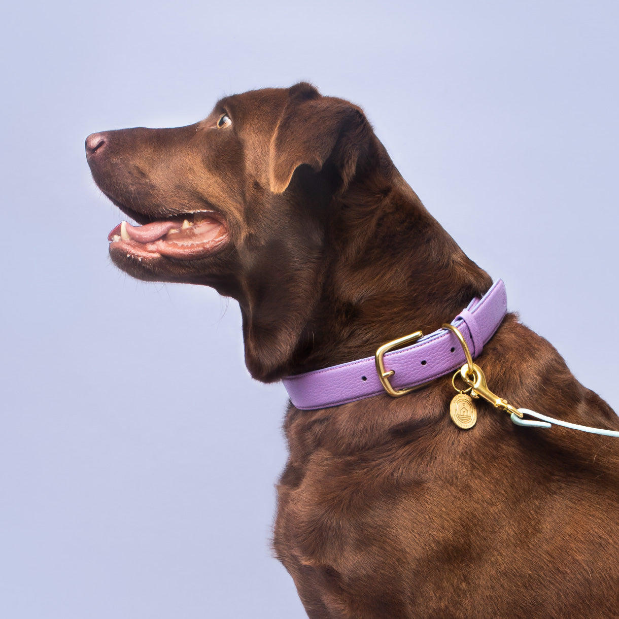 Fairy Collar