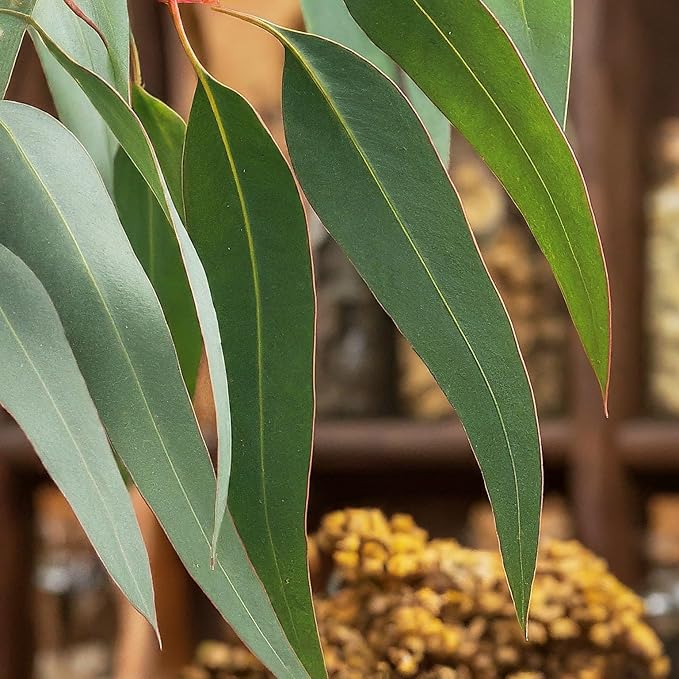 Eucalyptus Tea, Dried Eucalyptus leaves, 2.6 oz, Te De Eucalipto, Eucalipto Hojas Naturales, Detox Tea, Eucalyptus, Caffeine free. Brews 40 cups of Herbal Tea.