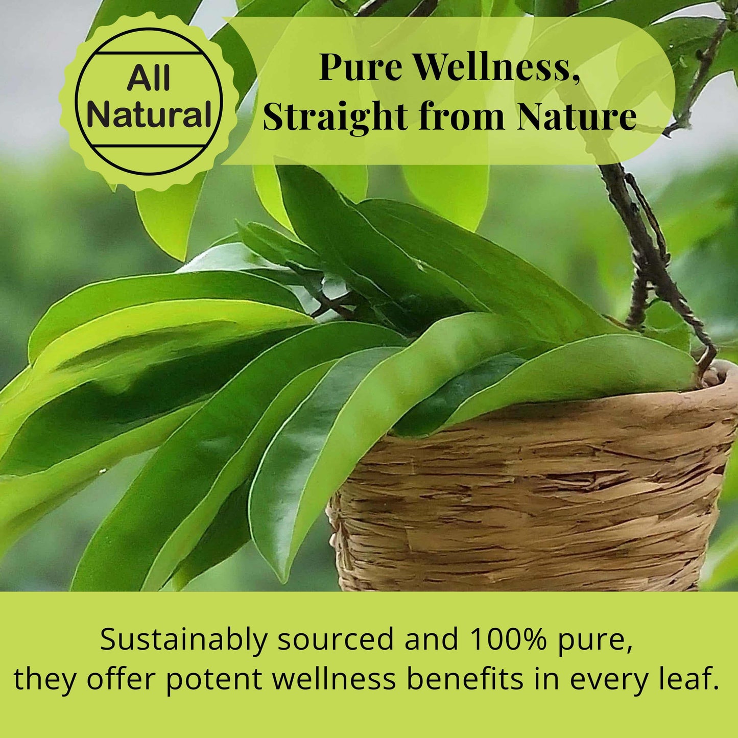200+ Premium Dried Soursop Graviola Leaves Tea – 2.6 oz , 100% Natural Soursop Tea, Caffeine-Free Herbal Tea (Hoja Guanabana)