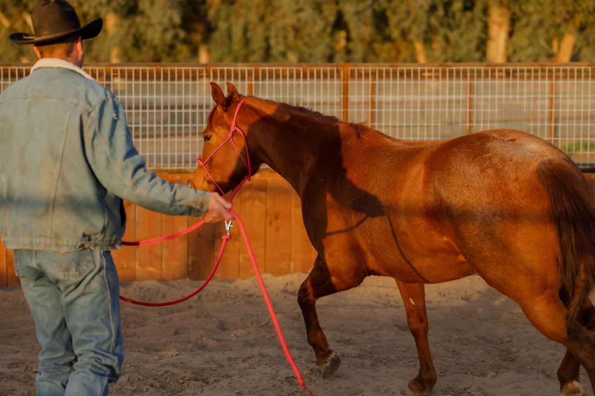 4 Knot Halter and Lead Set