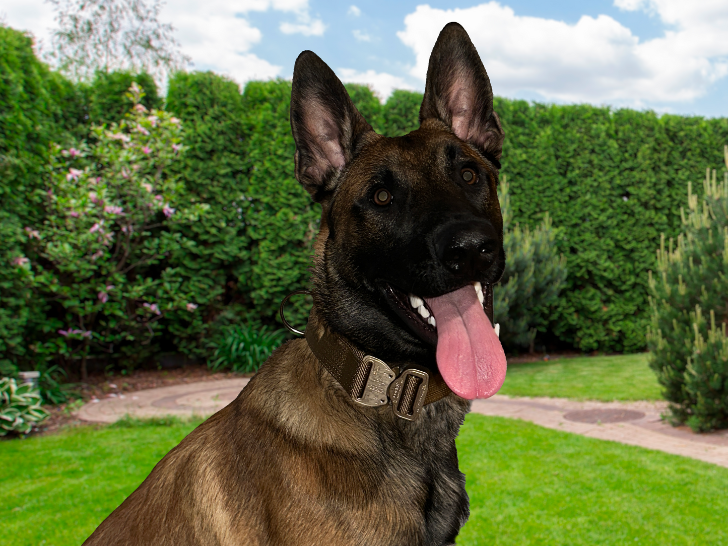 1.5" Klik K9 Cobra® Buckle Dog Collar