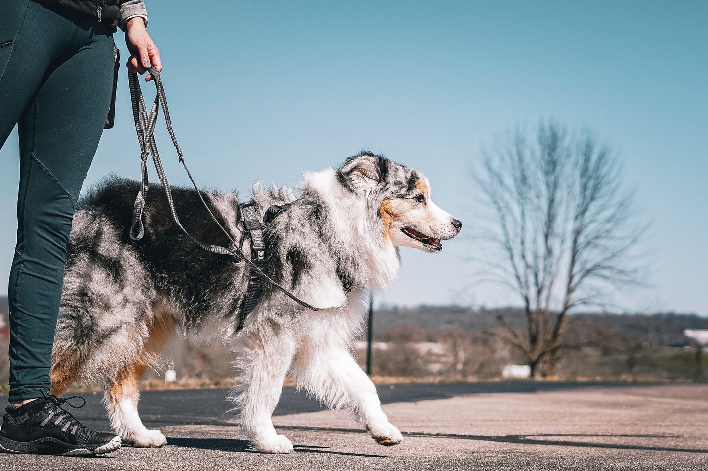Reflective Multi-Function Leash