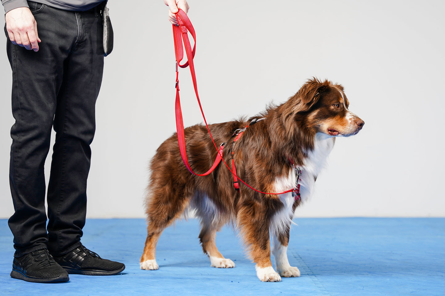 Reflective Multi-Function Leash