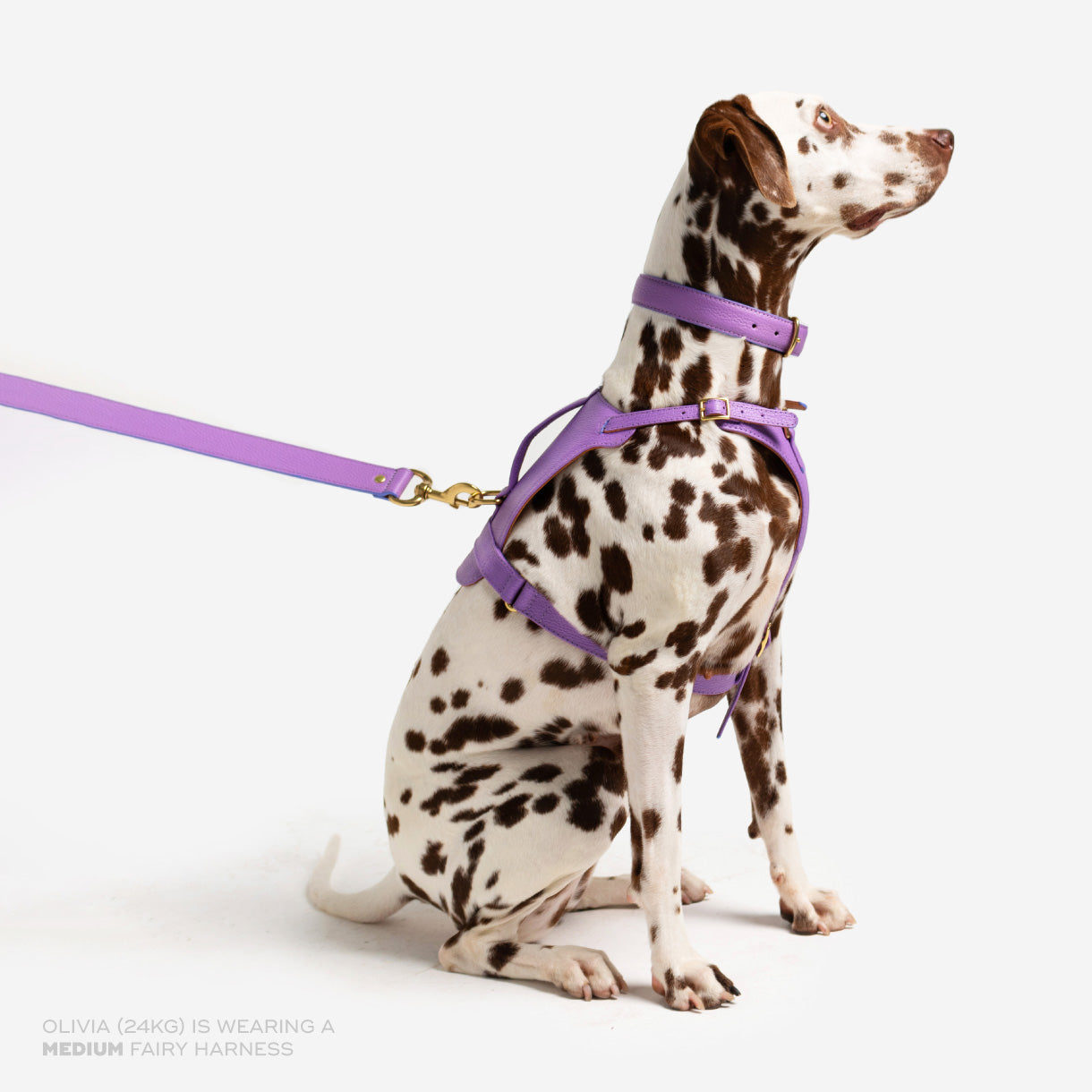 Fairy Heritage Harness