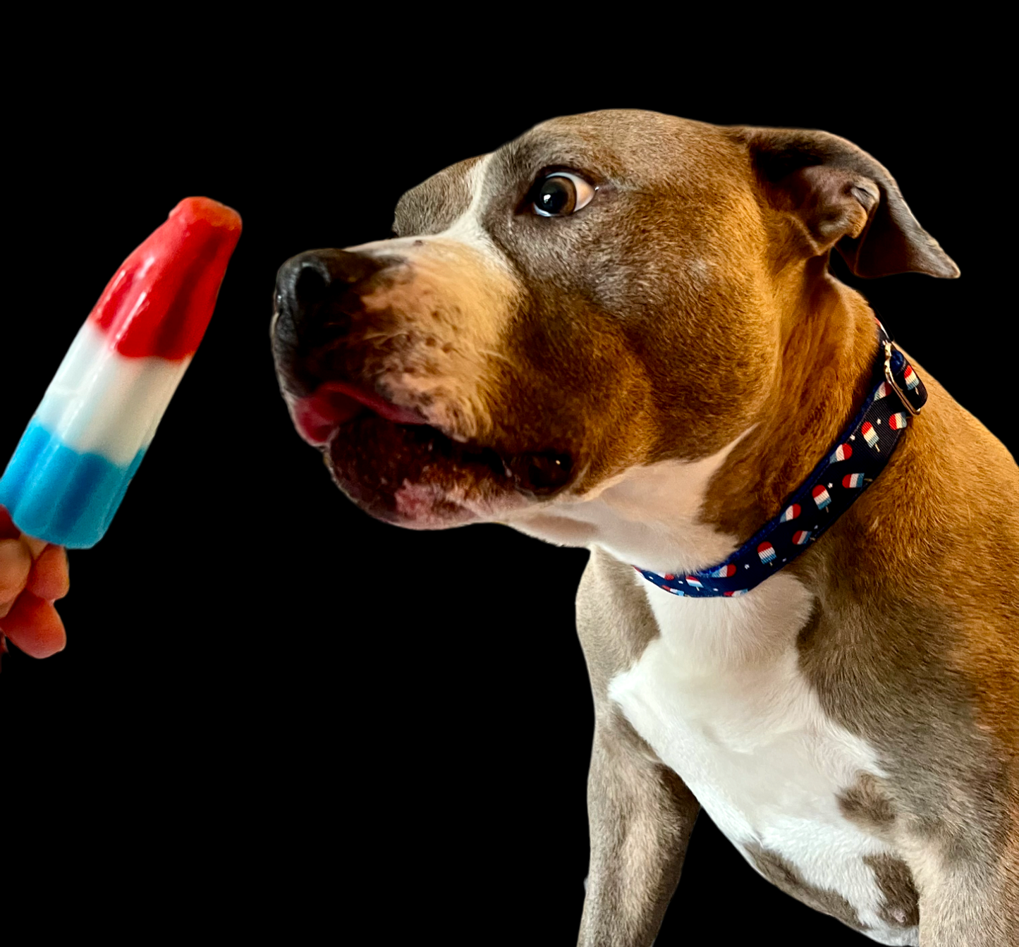 Summer Pop Blue Nylon Dog Collar MD, LG, XL, Leash