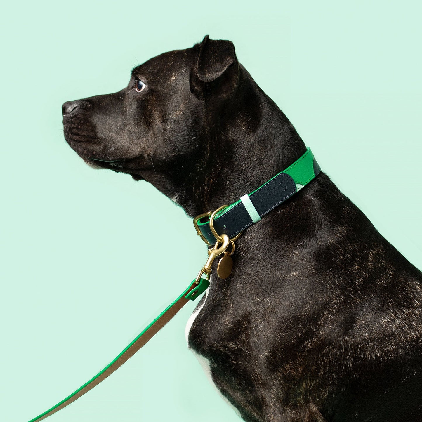 Brave Collar