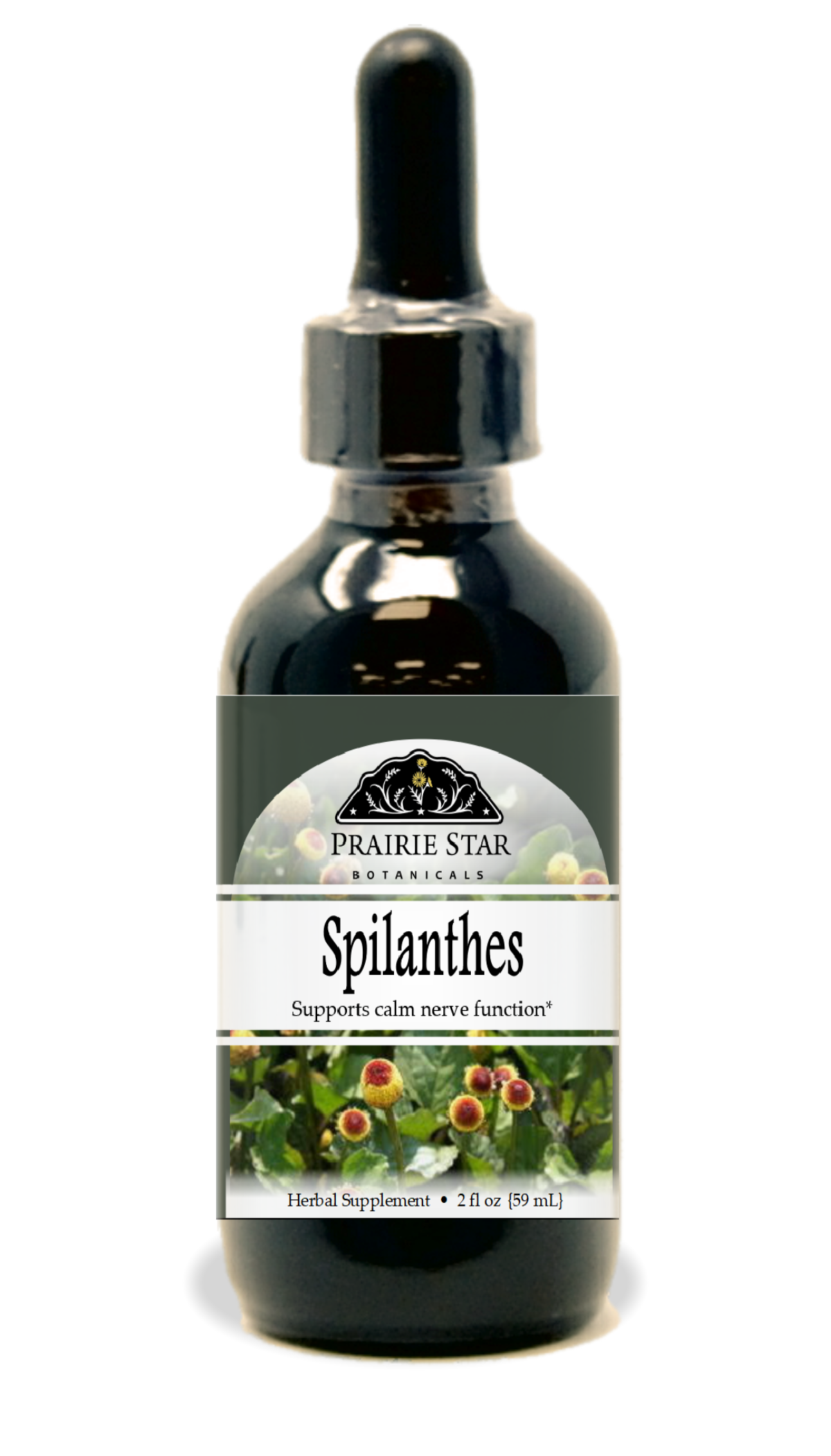 Spilanthes