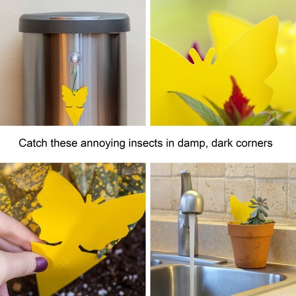 Sticky Fruit Fly Traps Fungus Gnat Killer Trap use for Indoor Outdoor