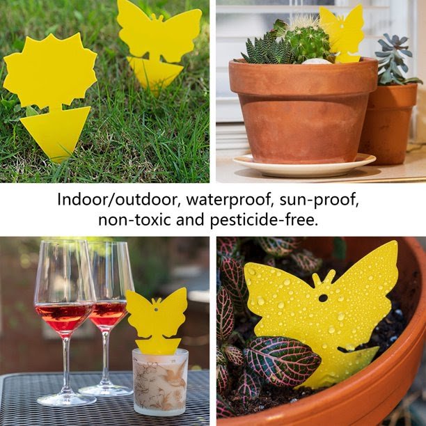 Sticky Fruit Fly Traps Fungus Gnat Killer Trap use for Indoor Outdoor