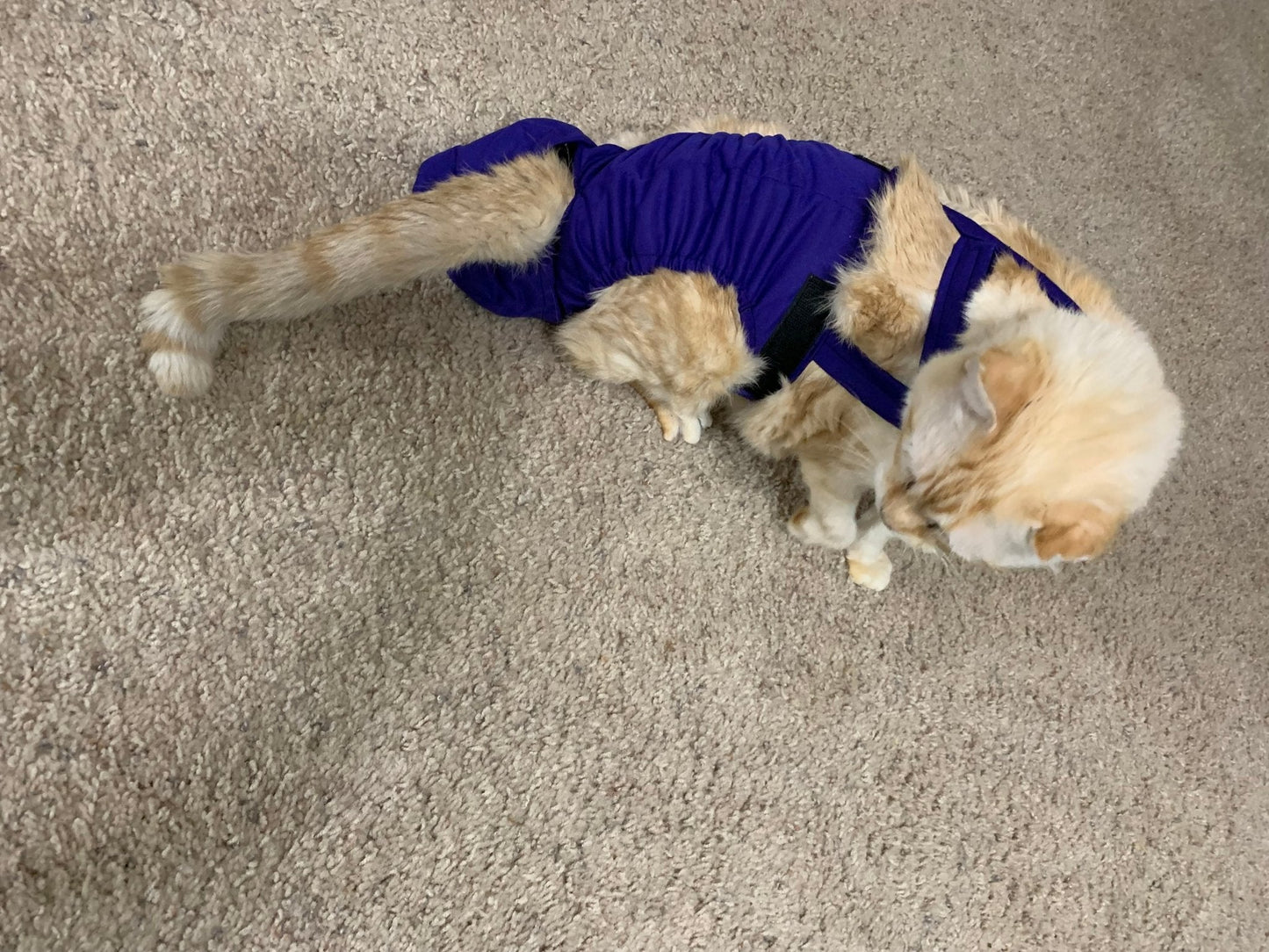Diapurr Cat Diaper