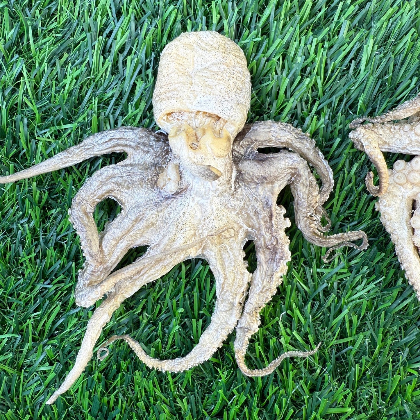 Freeze-Dried Baby Octopus - 1 Count