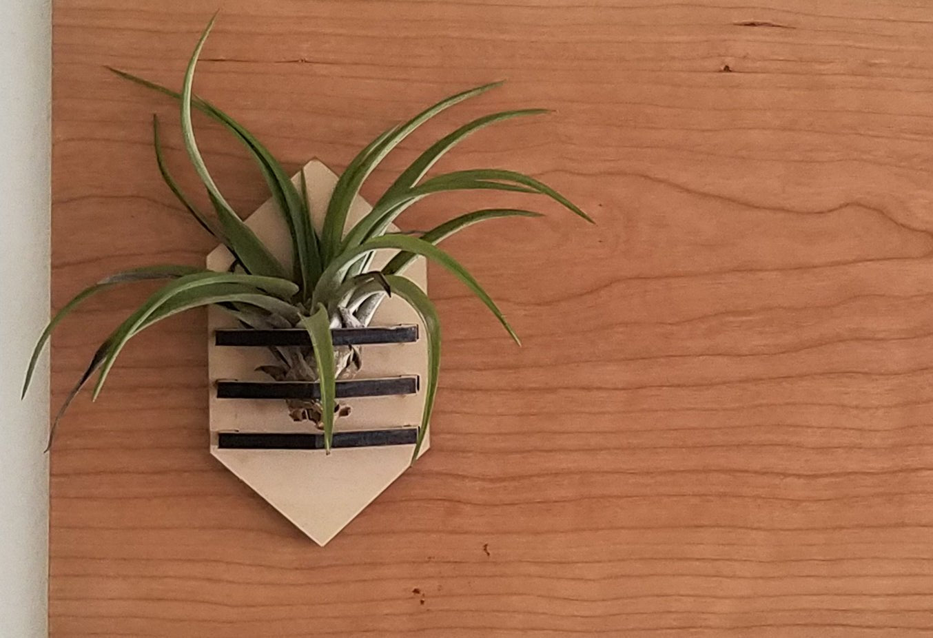 Geometric Air Plant Holder
