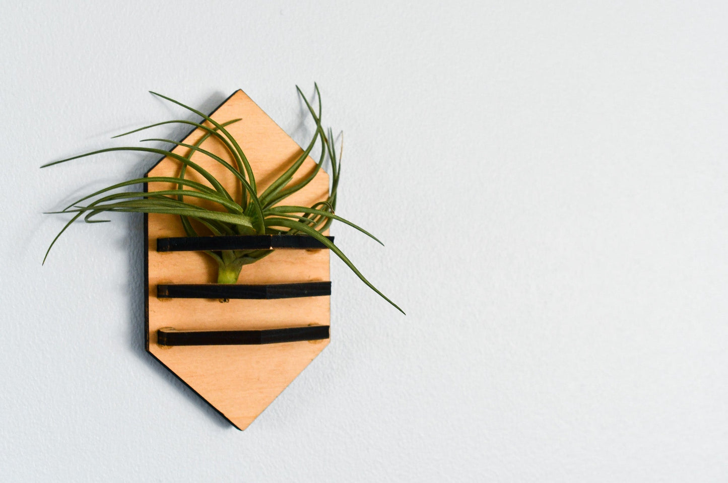 Geometric Air Plant Holder