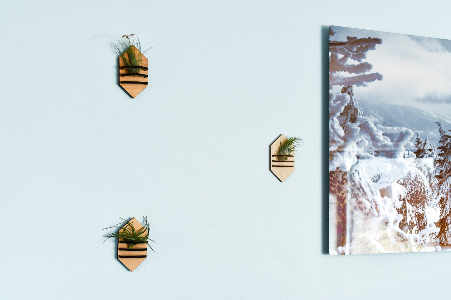 Geometric Air Plant Holder