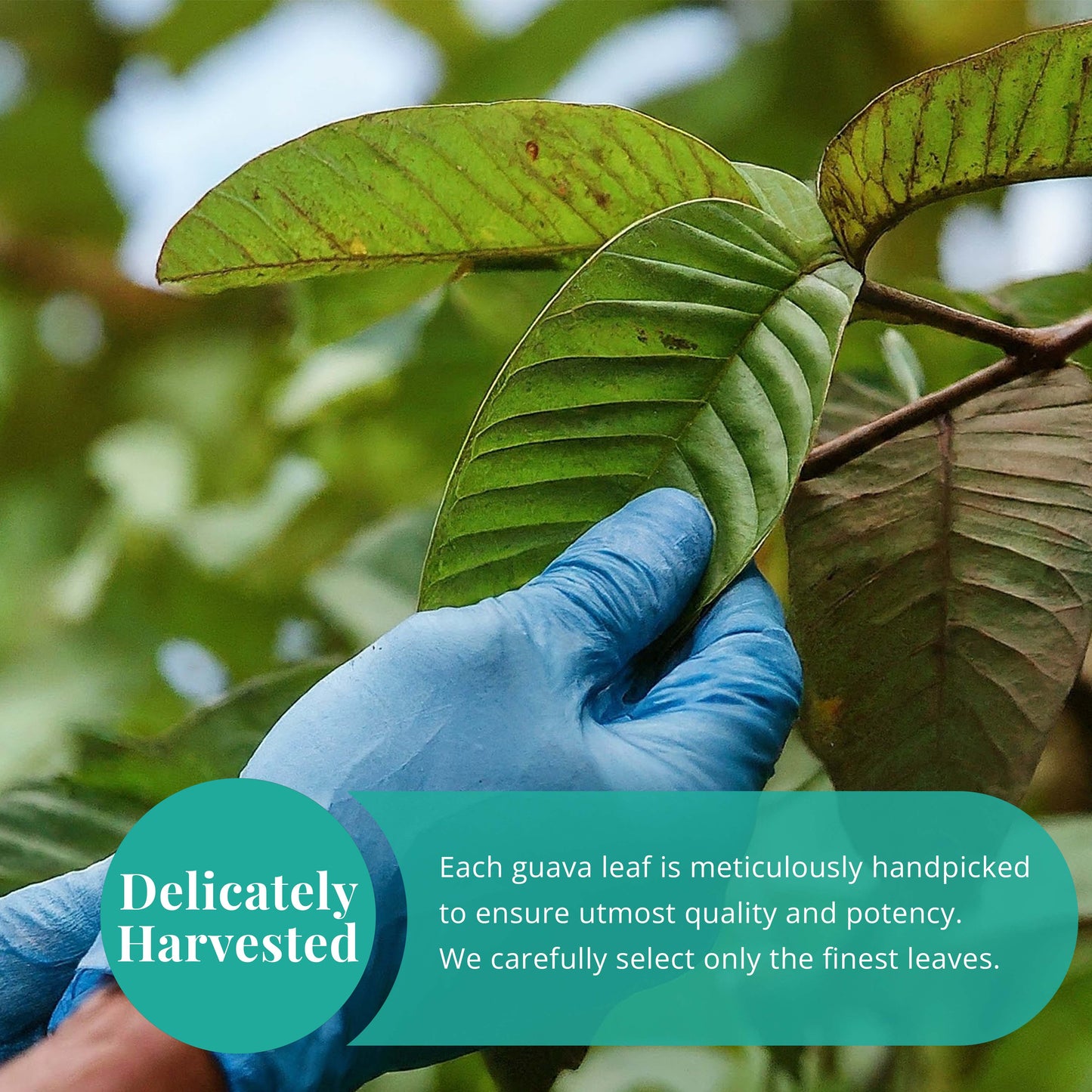 Akshit Dried Guava Leaves ( Hojas De Guayaba ) - 2.6 oz | Pure Guava Leaf for Tea | Feuilles de goyave | Caffeine free, Non GMO, Gluten-free, bio Akshit