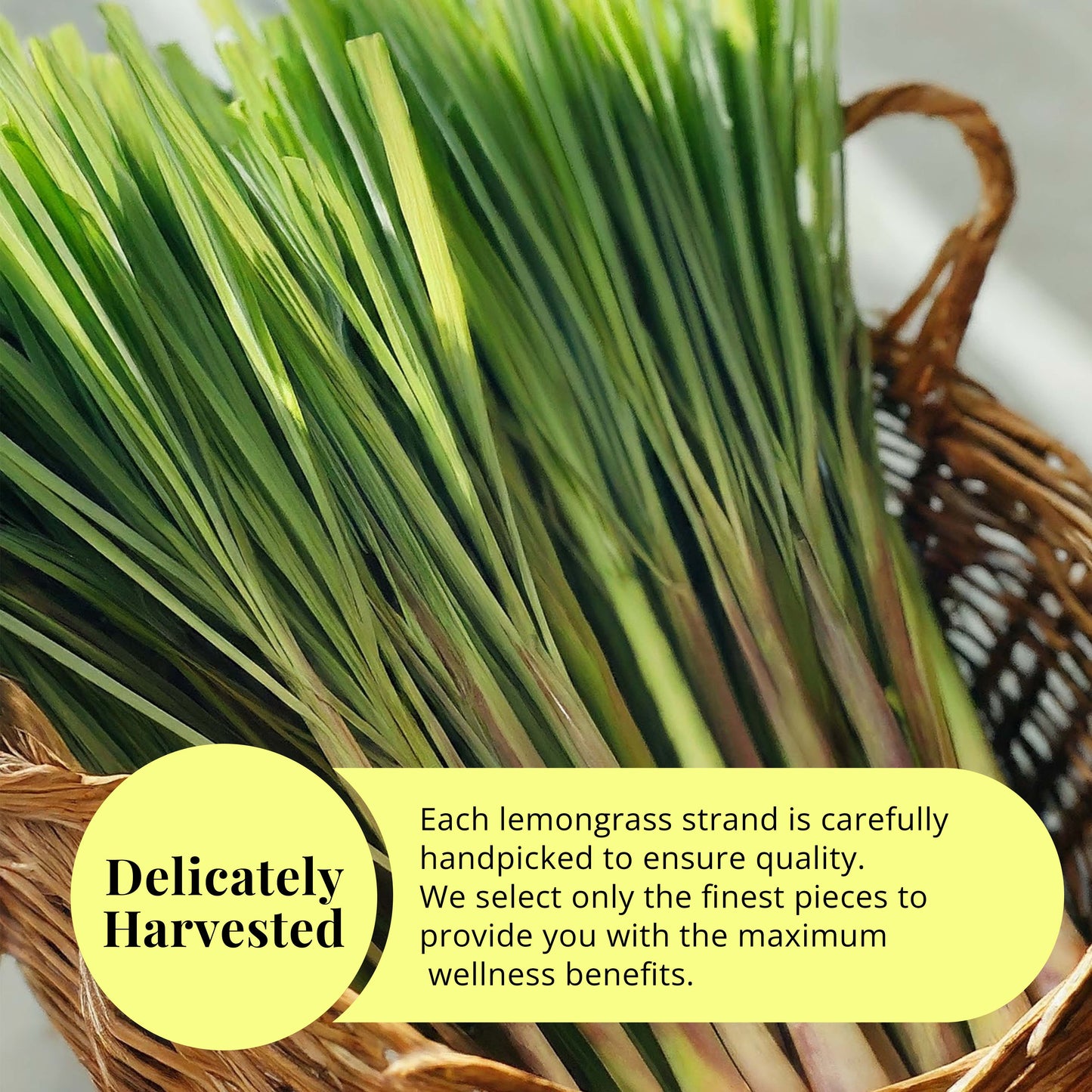 Akshit Dried Lemongrass Leaves | Dried  Lemongrass Tea | Loose Leaf Tea | Te De Limon | Lemon Grass Leaves| 2.6 oz I limón  césped I Citronnelle Bio Akshit