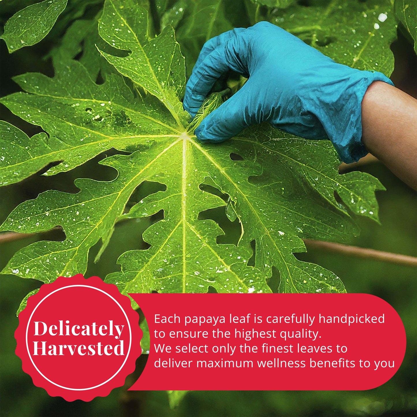 Akshit  Papaya Leaves, Hojas de papaya, 2.6oz, Dried From Green Papaya Leaf, Herbal Tea, Non GMO, Caffeine free, Sugar free, Rich In Vitamins.