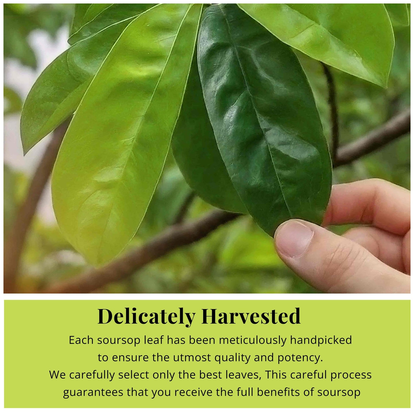 200+ Premium Dried Soursop Graviola Leaves Tea – 2.6 oz , 100% Natural Soursop Tea, Caffeine-Free Herbal Tea (Hoja Guanabana)