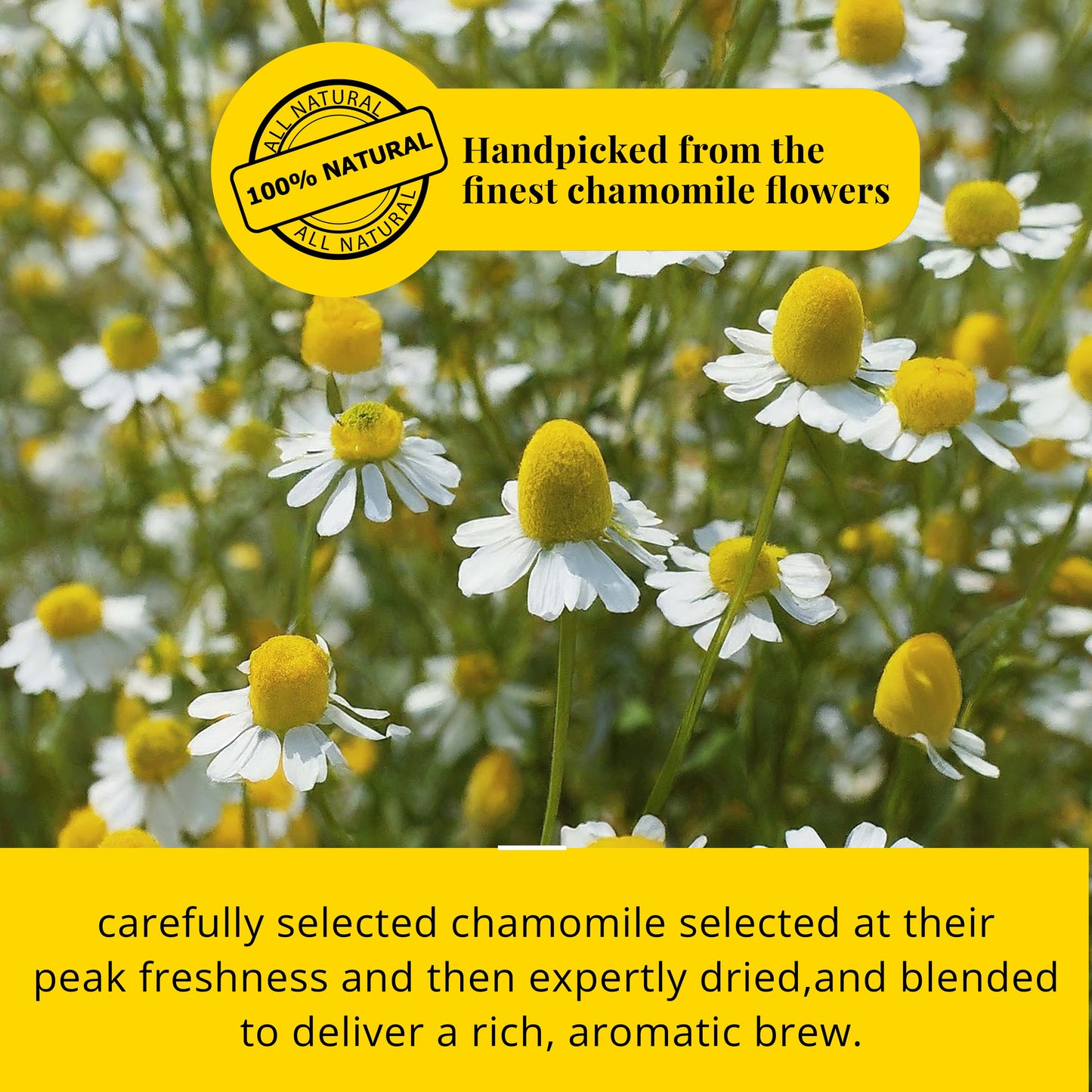 Akshit 75 Chamomile Tea Bags, Te de Manzanilla, - Pure Manzanilla Flowers, Caffeine Free