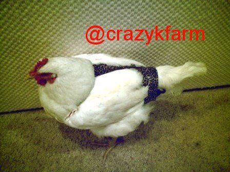 Hen Holster Bird Diaper/Harness with Permanent (Sewn-in) Liner