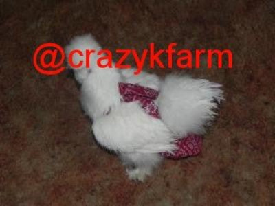 Hen Holster Bird Diaper/Harness with Permanent (Sewn-in) Liner