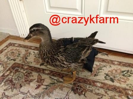 Hen Holster Bird Diaper/Harness with Permanent (Sewn-in) Liner