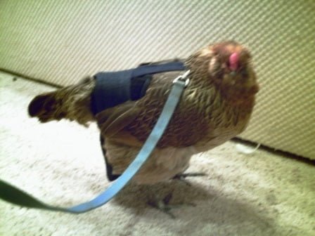 Hen Holster Bird Diaper/Harness (Hand-Made in USA) with Removable Vinyl Liner