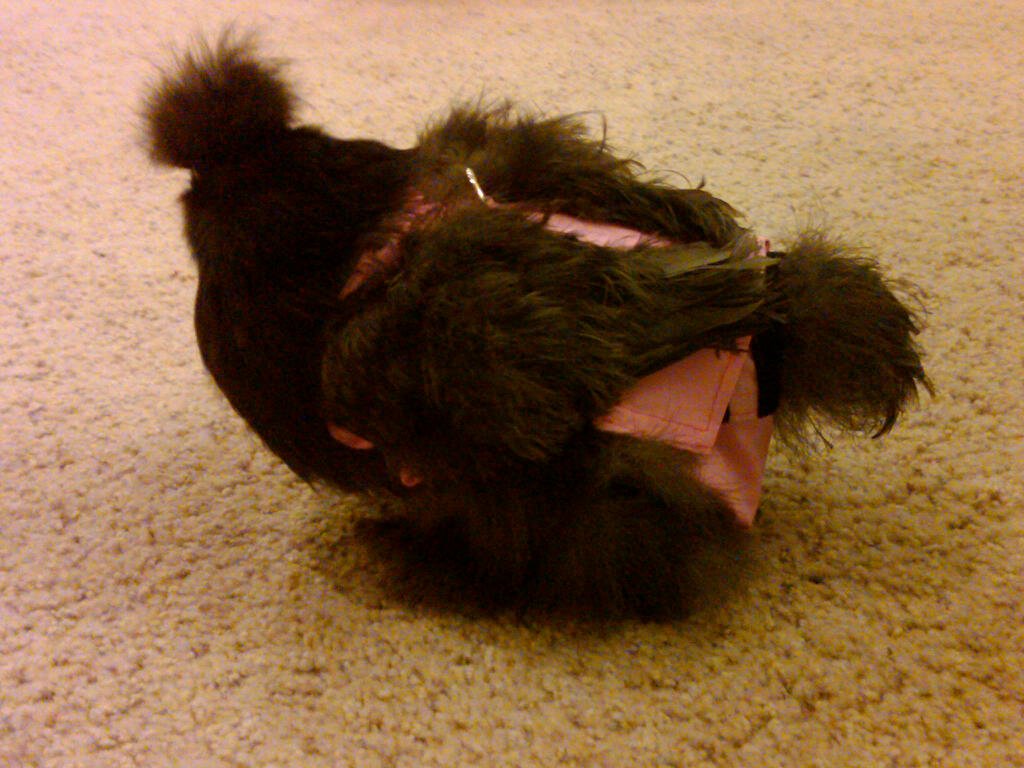 Hen Holster Bird Diaper/Harness (Hand-Made in USA) with Removable Vinyl Liner