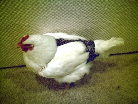 Hen Holster Bird Diaper/Harness (Hand-Made in USA) with Removable Vinyl Liner