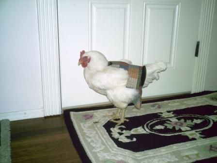 Hen Holster Bird Diaper/Harness (Hand-Made in USA) with Removable Vinyl Liner
