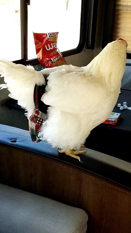 Hen Holster Bird Diaper/Harness (Hand-Made in USA) with Removable Vinyl Liner
