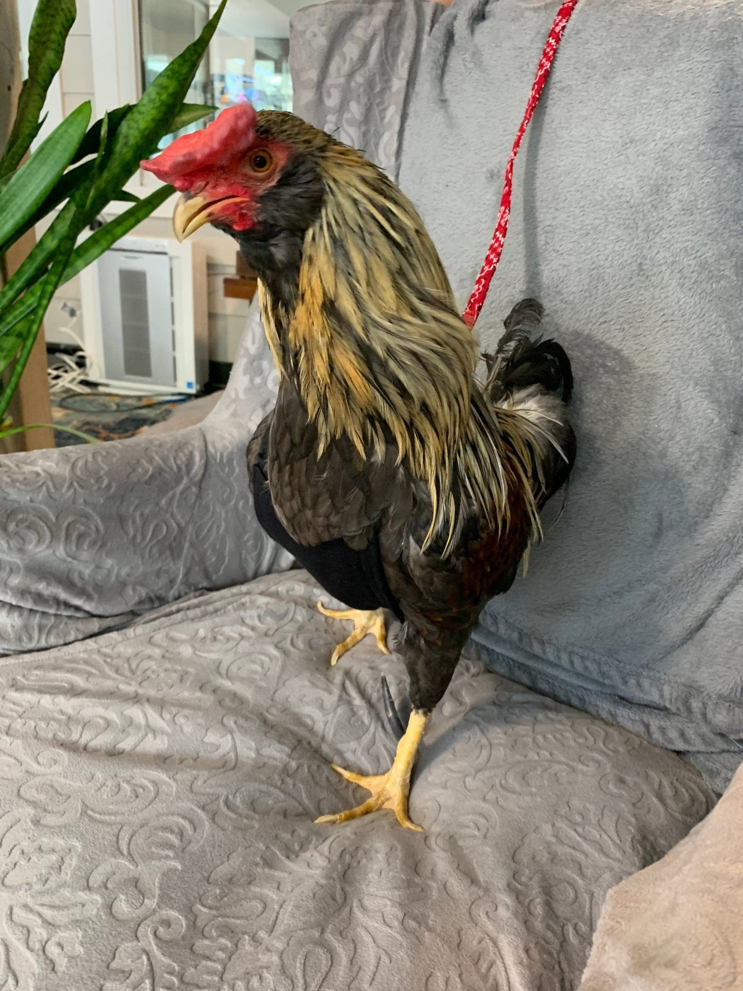 Hen Saver Made-in-the-USA Pet Chicken/Duck Harness