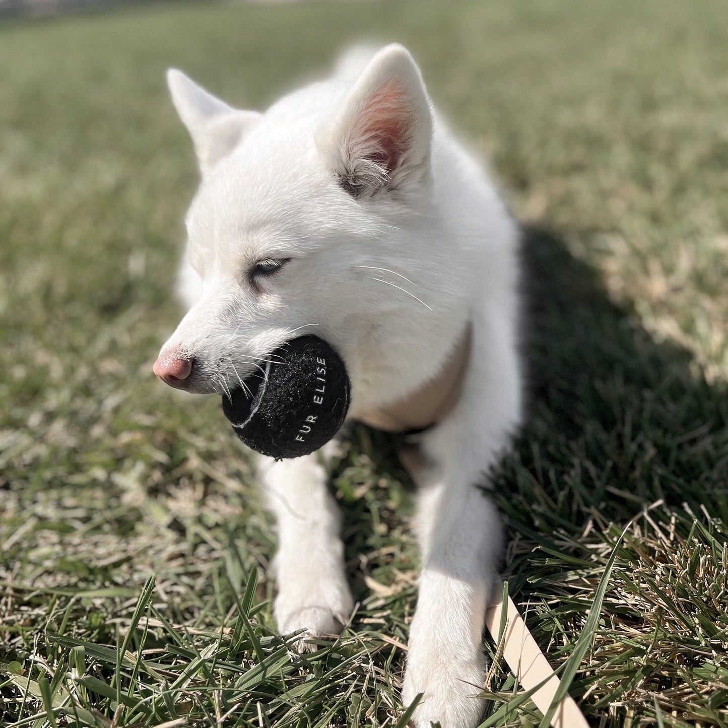 So Fetch! Tennis Ball - Noir