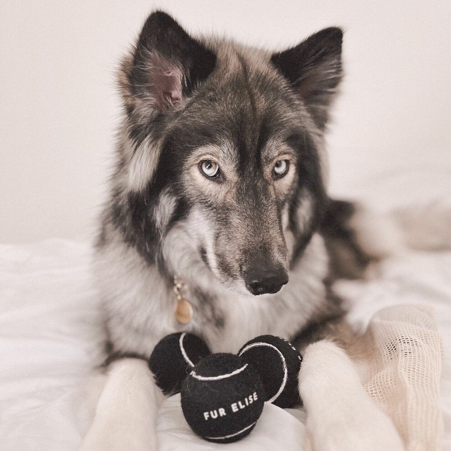 So Fetch! Tennis Ball - Noir