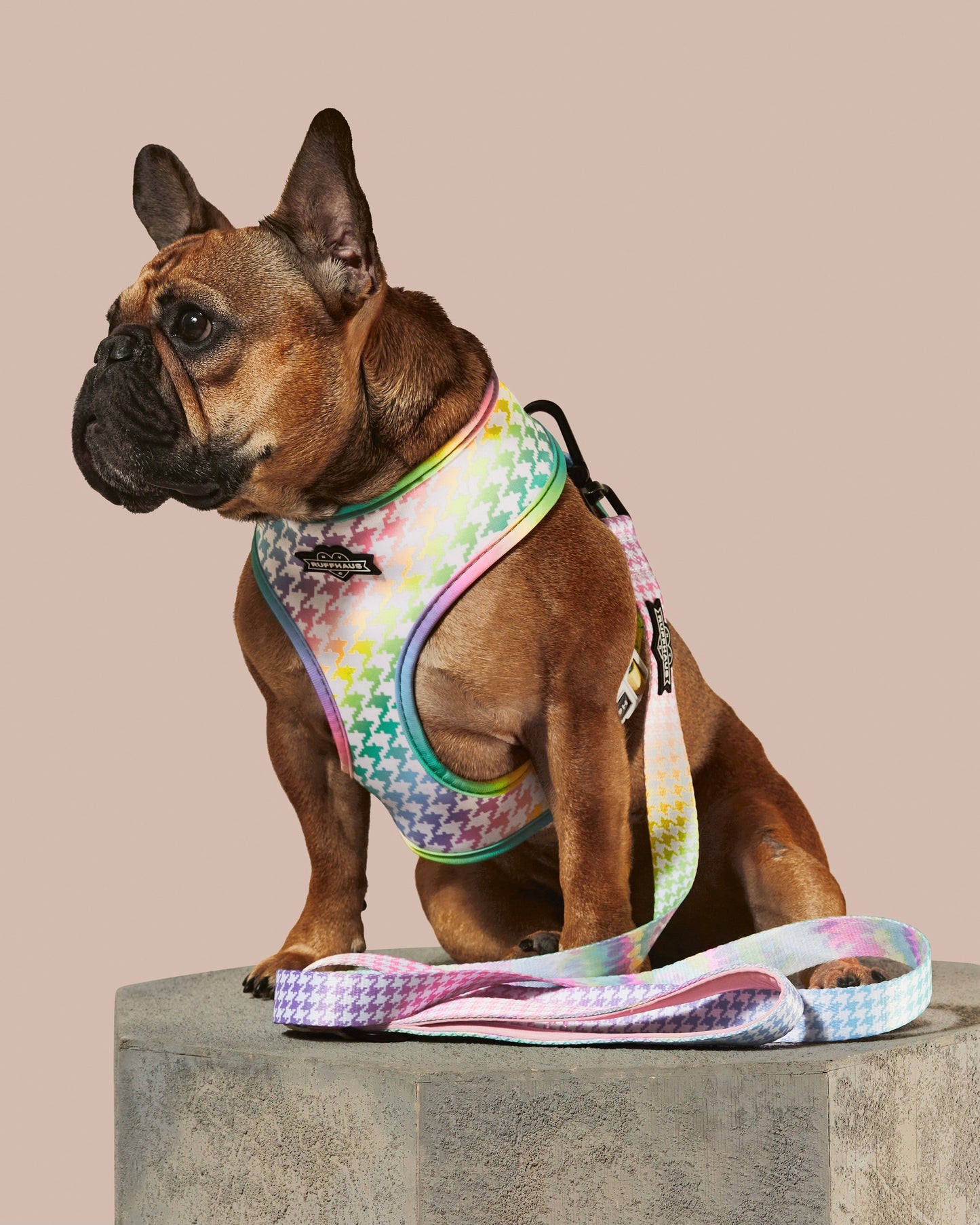 Rainbowtooth Dog Leash
