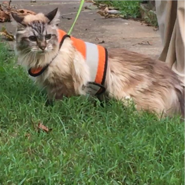 Kitty Holster Reflective Safety Harness (Made in USA)