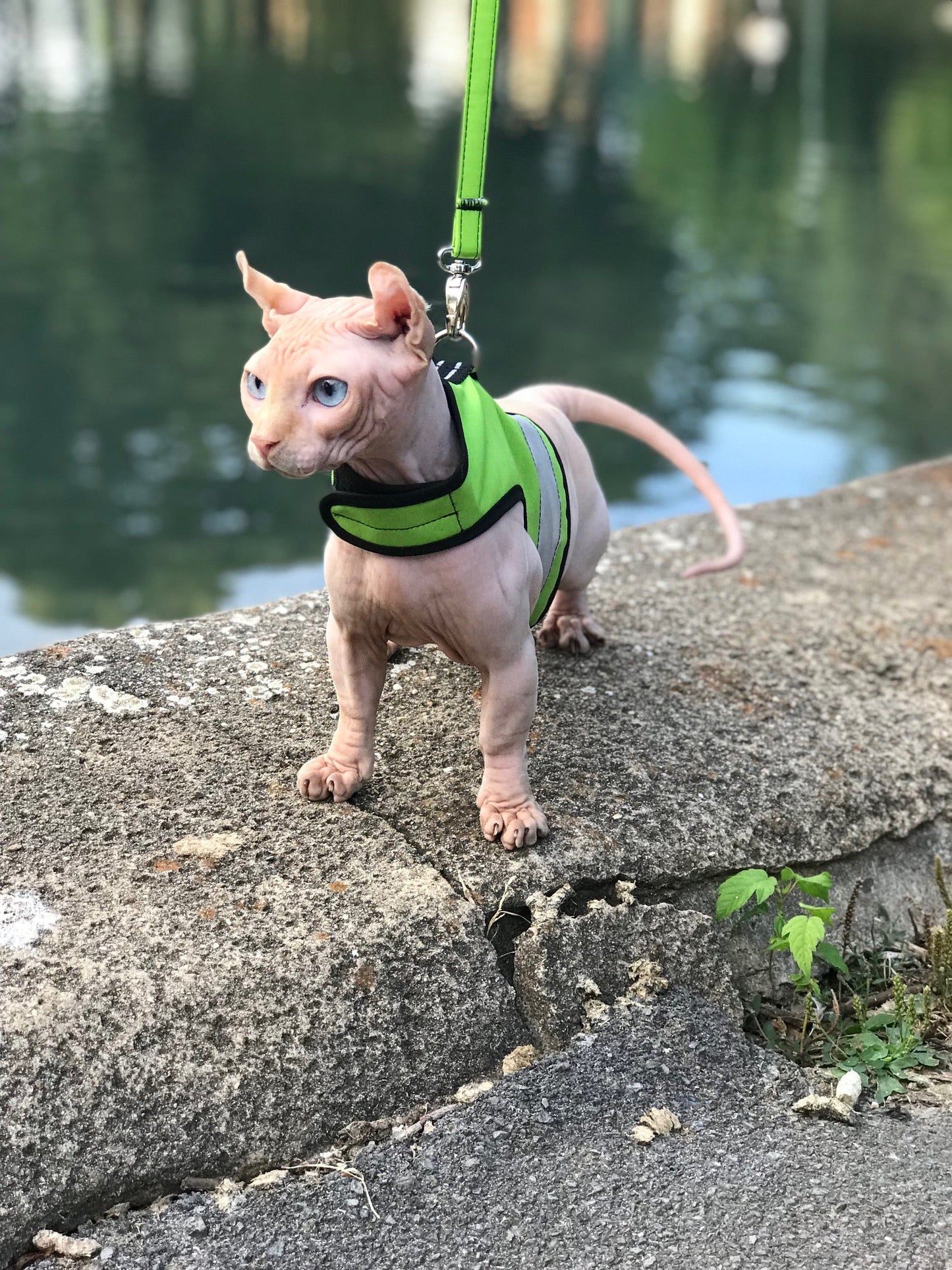 Kitty Holster Reflective Safety Harness (Made in USA)