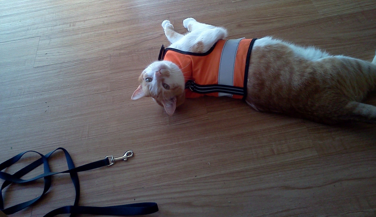 Kitty Holster Reflective Safety Harness (Made in USA)