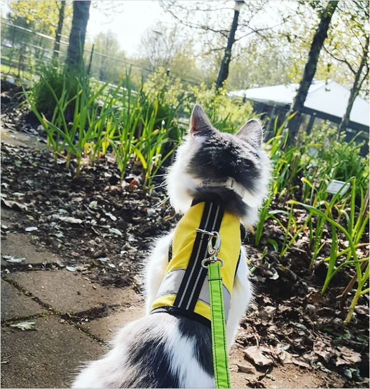 Kitty Holster Reflective Safety Harness (Made in USA)