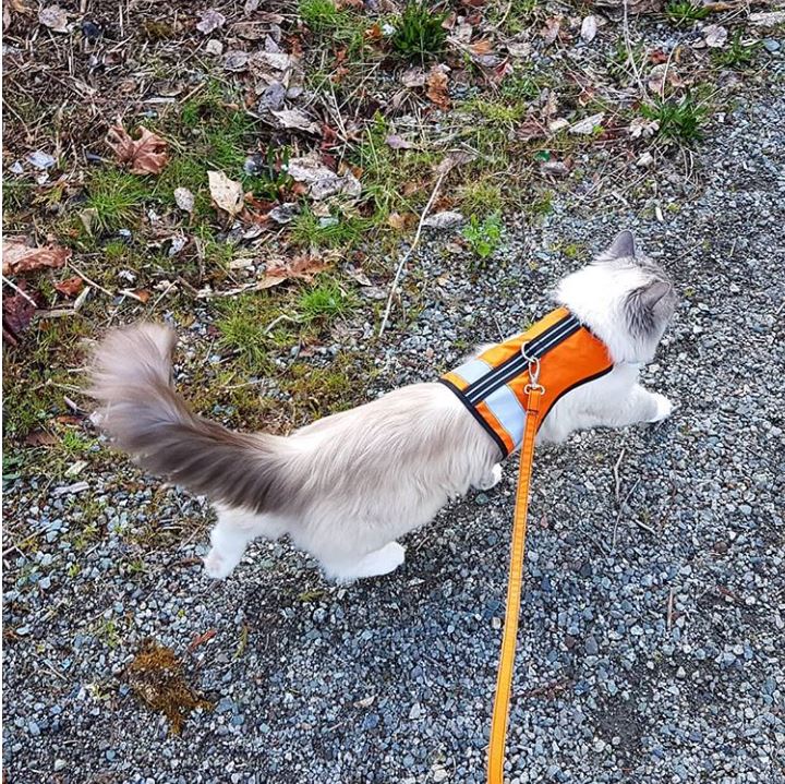 Kitty Holster Reflective Safety Harness (Made in USA)