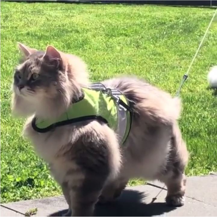 Kitty Holster Reflective Safety Harness (Made in USA)