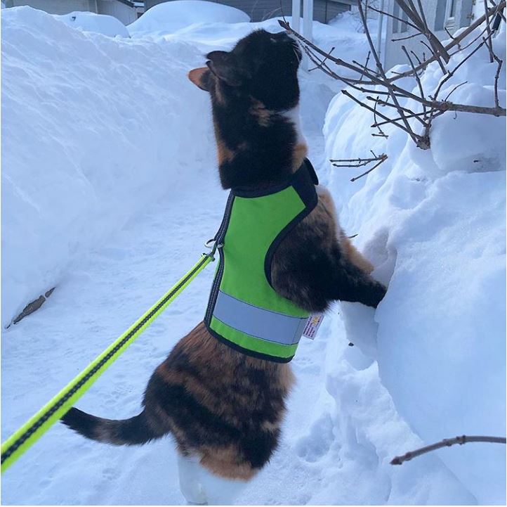 Kitty Holster Reflective Safety Harness (Made in USA)